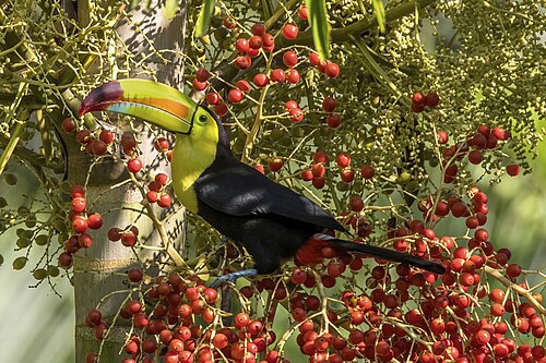 Keel-billed toucan